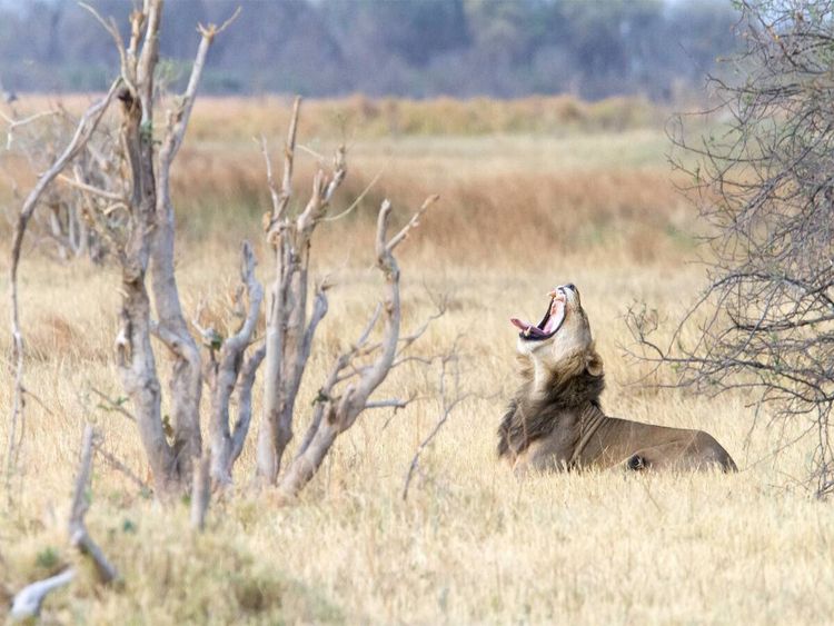 Produktbild: CALVENDO Puzzle Afrika: G&auml;hnender L&ouml;we, Botswana | 1000 Teile Lege-Gr&ouml;&szlig;e 64x48cm Foto-Puzzle f&uuml;r gl&uuml;ckliche Stunden