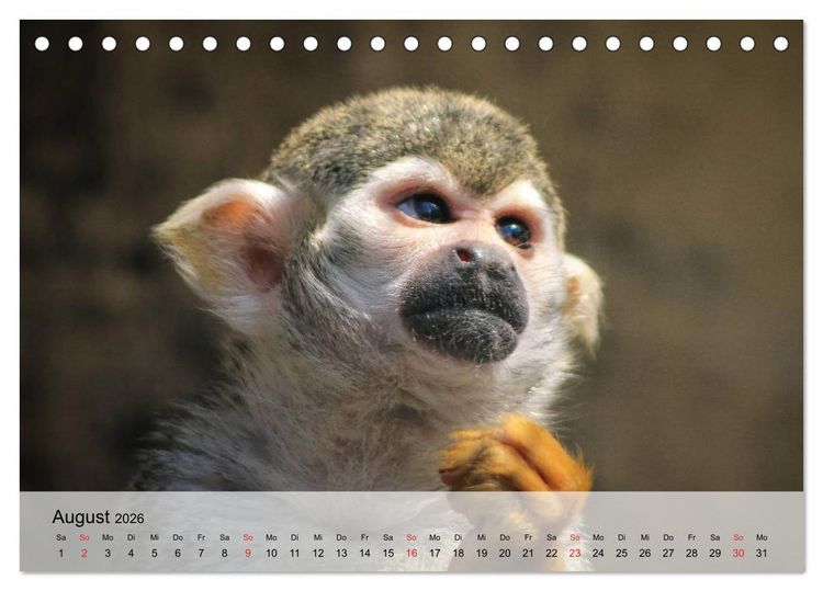 Produktbild: Faszination Affen. Kobolde zum Verlieben (Tischkalender 2026 DIN A5 quer), CALVENDO Monatskalender