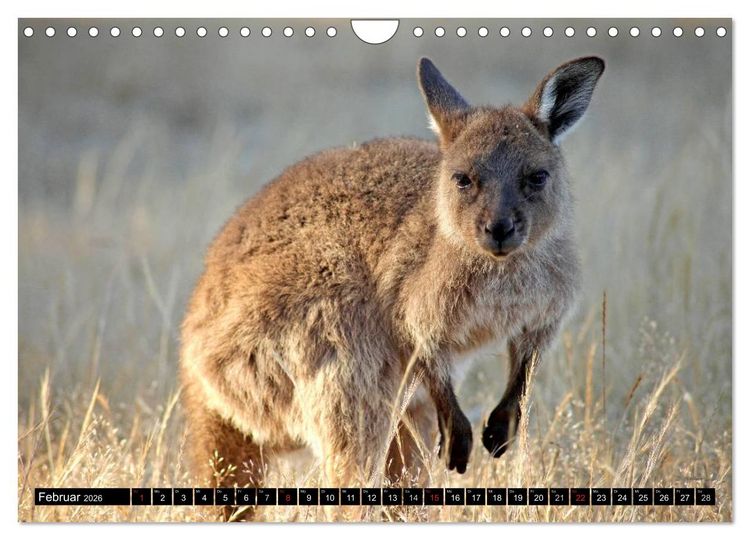 Produktbild: Die Tierwelt in Australien (Wandkalender 2026 DIN A4 quer), CALVENDO Monatskalender