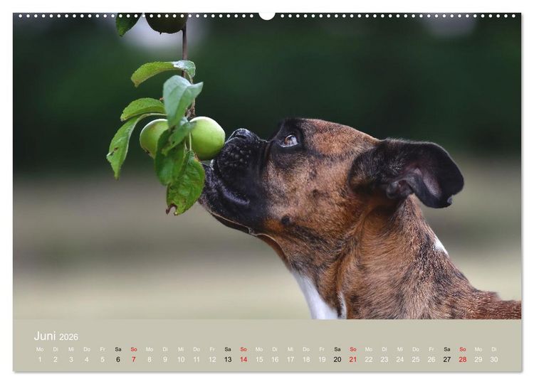 Produktbild: Boxer - charmante Herzensbrecher (Wandkalender 2026 DIN A2 quer), CALVENDO Monatskalender