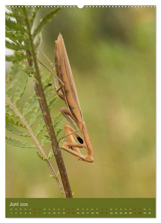 Produktbild: Die Gottesanbeterin. R&auml;uber der Insektenwelt. (Wandkalender 2026 DIN A2 hoch), CALVENDO Monatskalender