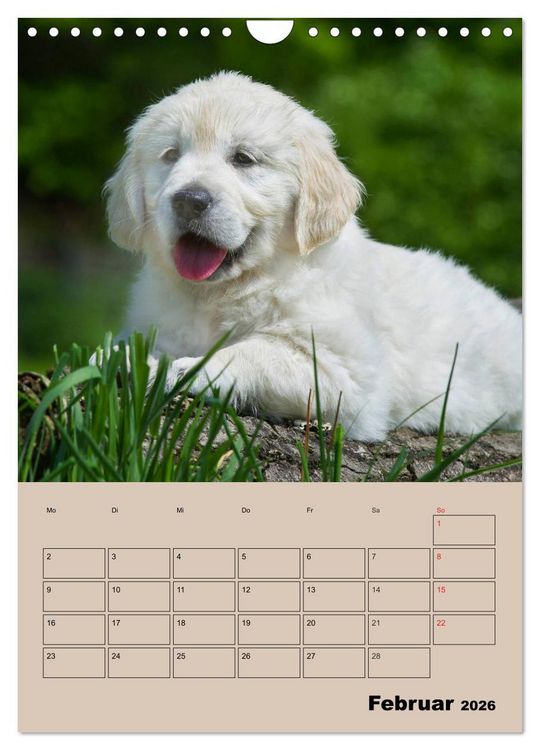 Produktbild: Jahresplaner Golden Retriever Welpen (Wandkalender 2026 DIN A4 hoch), CALVENDO Monatskalender