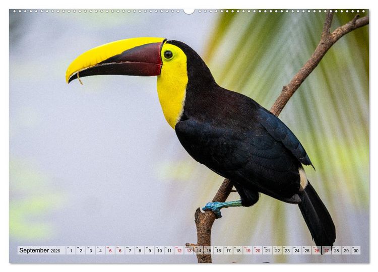 Produktbild: Phantastische Vogelwelt Costa Rica (Wandkalender 2026 DIN A2 quer), CALVENDO Monatskalender