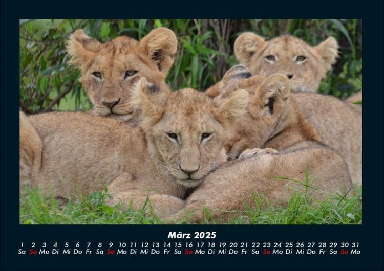 Produktbild: L&ouml;wen in der Wildnis 2025 Fotokalender DIN A4