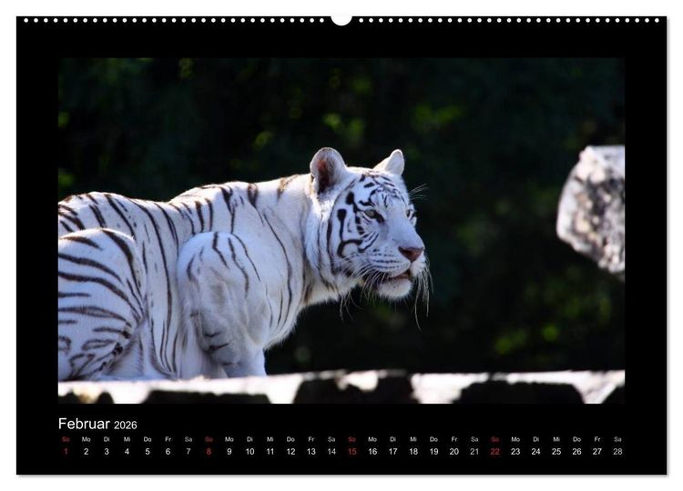 Produktbild: Welt der Katzen - Tiger (hochwertiger Premium Wandkalender 2026 DIN A2 quer), Kunstdruck in Hochglanz