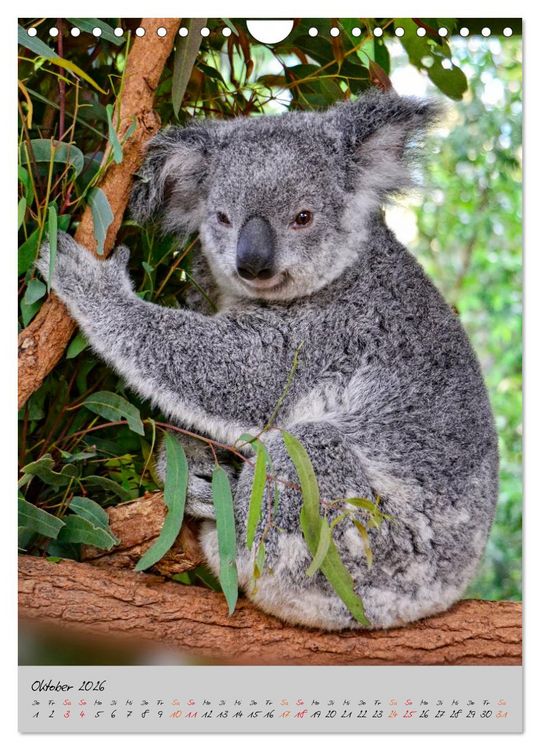 Produktbild: Koala, kleiner B&auml;r (Wandkalender 2026 DIN A4 hoch), CALVENDO Monatskalender