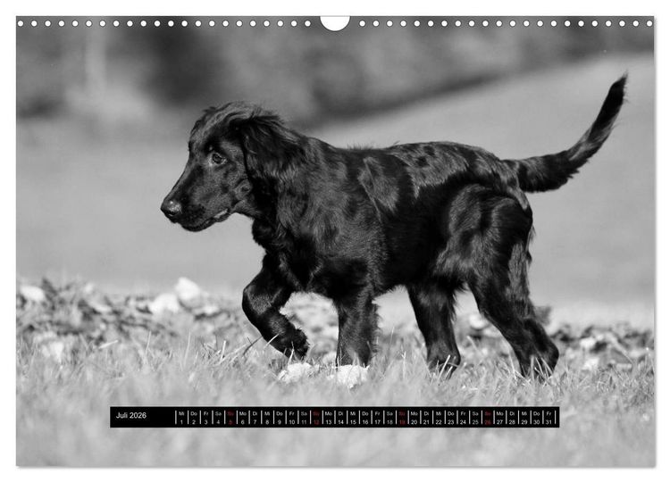 Produktbild: Flatcoated Retriever Black Edition (Wandkalender 2026 DIN A3 quer), CALVENDO Monatskalender