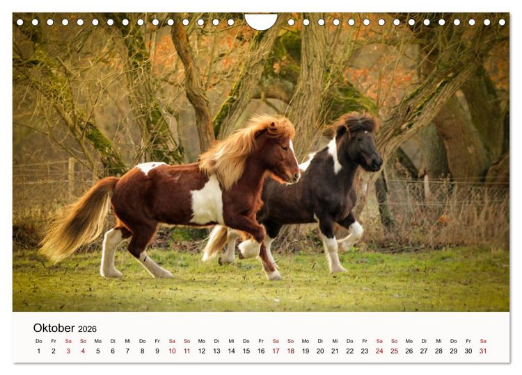 Produktbild: Isl&auml;nder - icelandic horses (Wandkalender 2026 DIN A4 quer), CALVENDO Monatskalender
