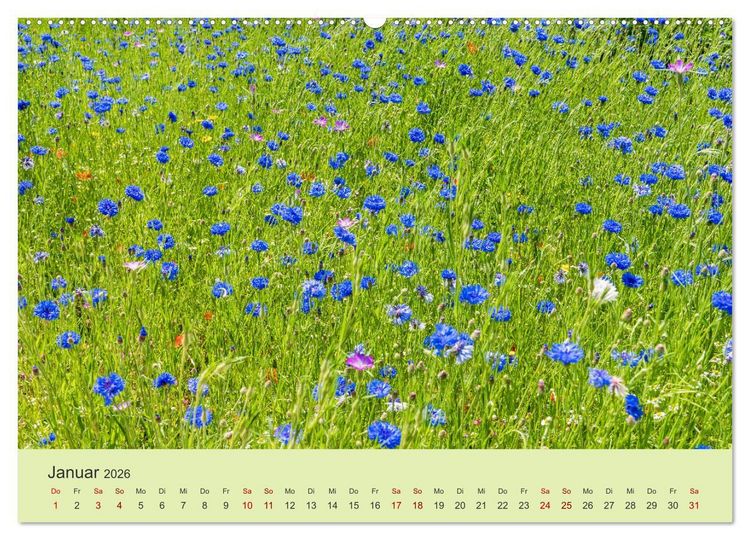 Produktbild: Wilde Blumen - ein Spaziergang durch die Natur (hochwertiger Premium Wandkalender 2026 DIN A2 quer), Kunstdruck in Hochglanz