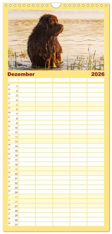 Produktbild: Familienplaner 2026 - Neufundl&auml;nder - Ein b&auml;renstarker Freund mit 5 Spalten (Wandkalender, 21 x 45 cm) CALVENDO