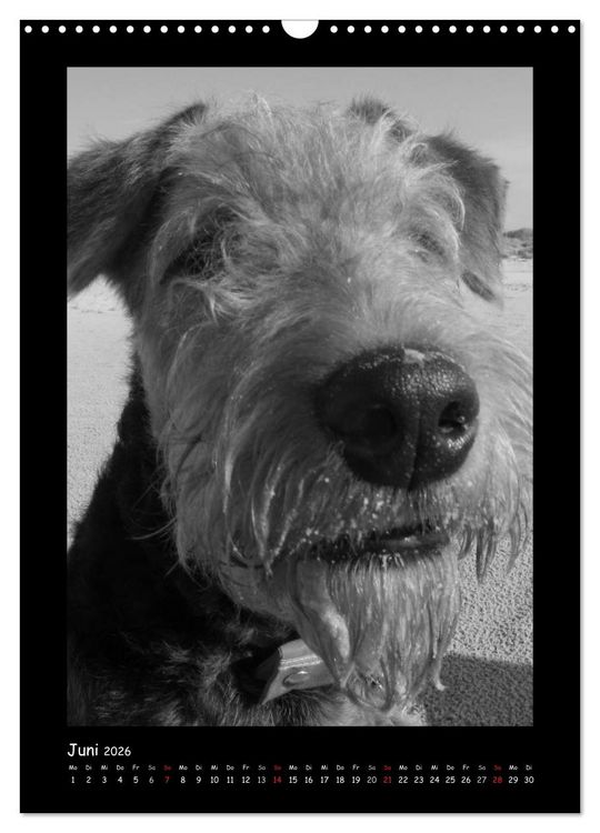 Produktbild: Der Airedale: Portraits eines "Dickkopfes" (Wandkalender 2026 DIN A3 hoch), CALVENDO Monatskalender