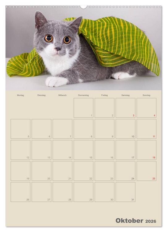 Produktbild: Britisch Kurzhaar Katzen - Planer (Wandkalender 2026 DIN A2 hoch), CALVENDO Monatskalender