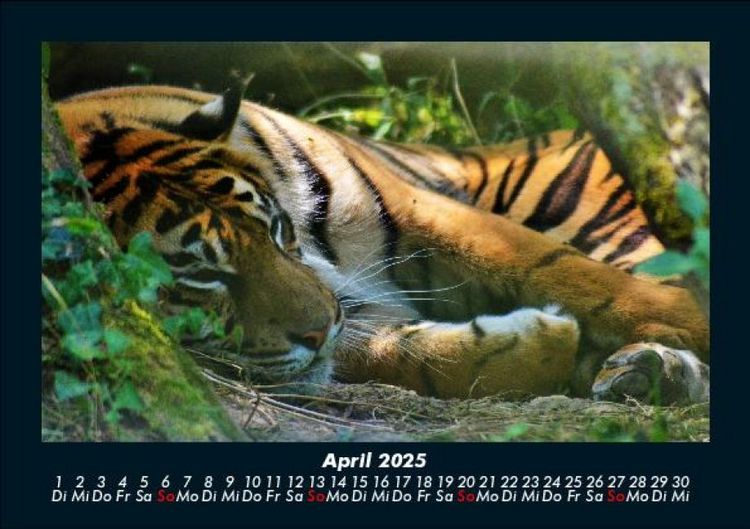 Produktbild: Tiger 2025 Fotokalender DIN A5