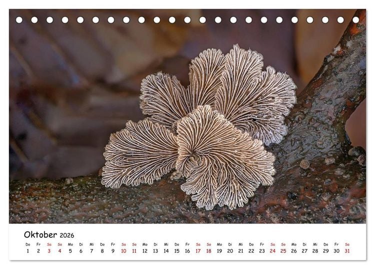 Produktbild: Pilzgalerie - Heimische Pilze von ihrer sch&ouml;nsten Seite (Tischkalender 2026 DIN A5 quer), CALVENDO Monatskalender