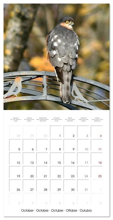 Produktbild: WILD GARDEN ANIMALS (Wall Calendar 2026 12 &times; 12 Inch) CALVENDO 12 Month Wall Calendar