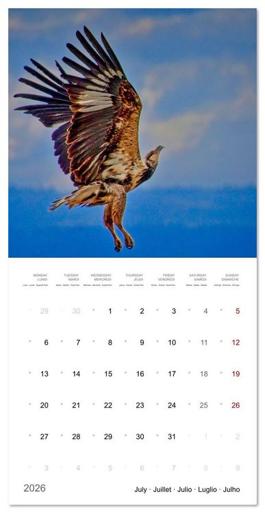 Produktbild: Eagles in Africa (Wall Calendar 2026 12 &times; 12 Inch) CALVENDO 12 Month Wall Calendar