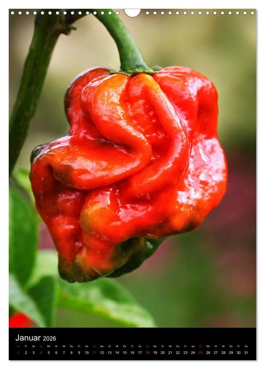 Produktbild: Chilis - H&ouml;llisch scharfe Fr&uuml;chtchen (Wandkalender 2026 DIN A3 hoch), CALVENDO Monatskalender