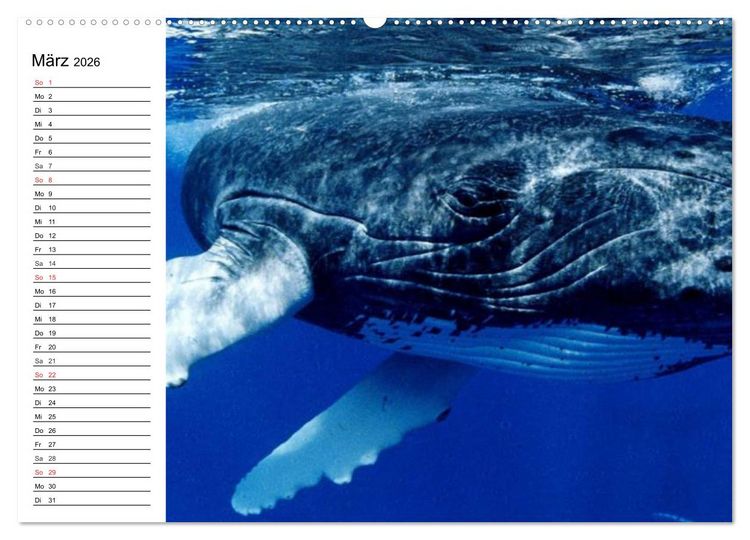 Produktbild: Wale. Kolosse der Meere (hochwertiger Premium Wandkalender 2026 DIN A2 quer), Kunstdruck in Hochglanz