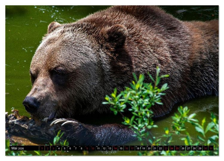 Produktbild: Grizzlys und Geisterb&auml;ren - Glendale Cove, Kanada (hochwertiger Premium Wandkalender 2026 DIN A2 quer), Kunstdruck in Hochglanz