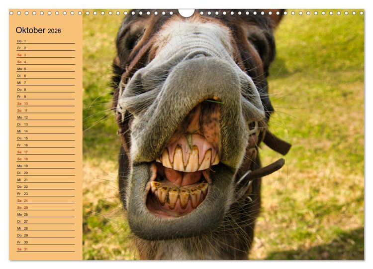 Produktbild: Liebenswerte Esel (Wandkalender 2026 DIN A3 quer), CALVENDO Monatskalender