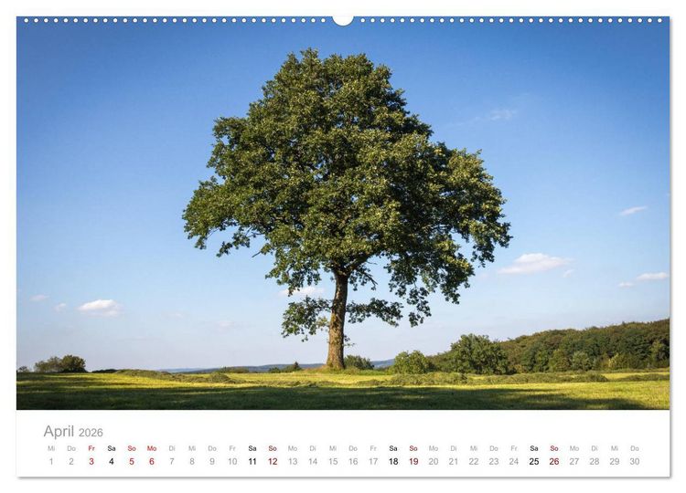 Produktbild: Wundersch&ouml;ne B&auml;ume im Sauerland (Wandkalender 2026 DIN A2 quer), CALVENDO Monatskalender