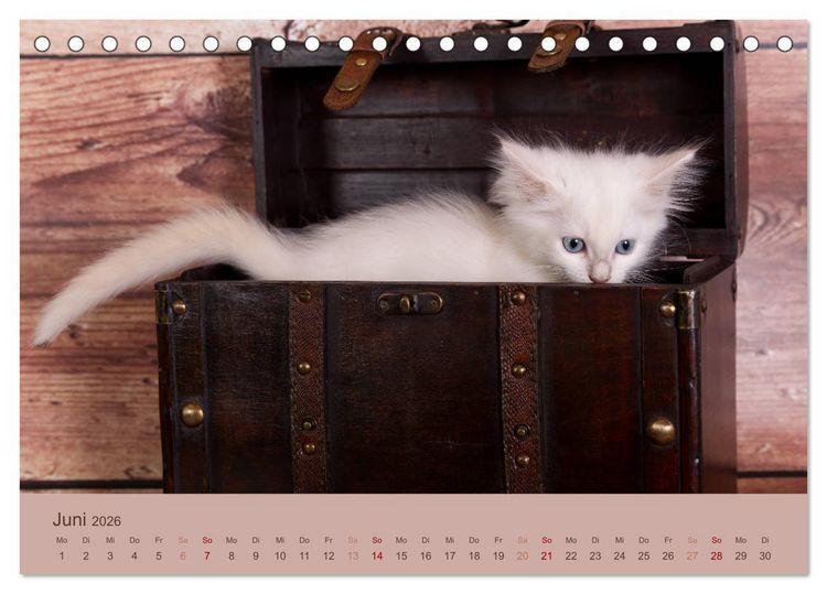 Produktbild: Verspielte Ragdolls - Sanfte Katzen in seidigem Haarkleid (Tischkalender 2026 DIN A5 quer), CALVENDO Monatskalender