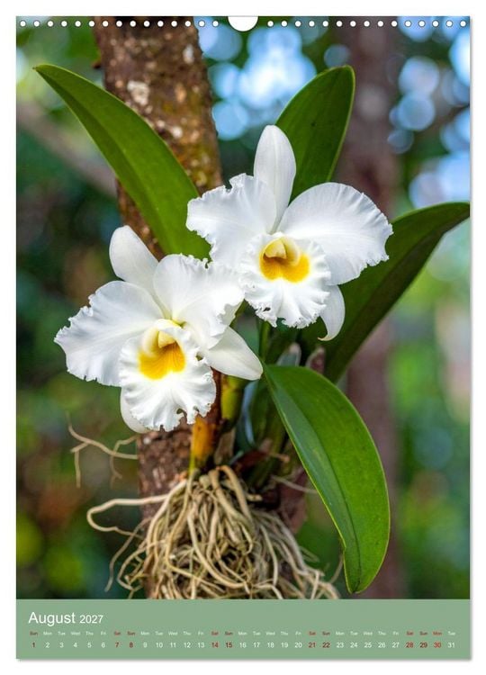 Produktbild: Cattleya - Breeder's Pride (Wall Calendar 2027 DIN A3 portrait), CALVENDO 12 Month Wall Calendar