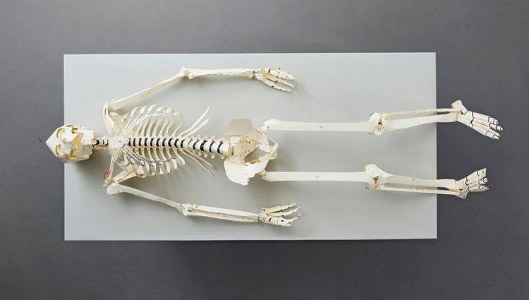 Produktbild: Build Your Own Human Skeleton &ndash; Life Size!