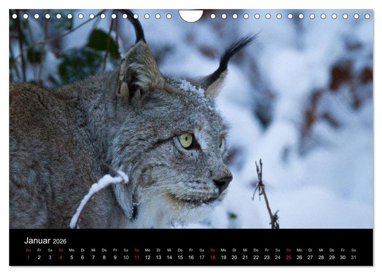 Produktbild: Luchse - Europas gr&ouml;&szlig;te Katzen (Wandkalender 2026 DIN A4 quer), CALVENDO Monatskalender