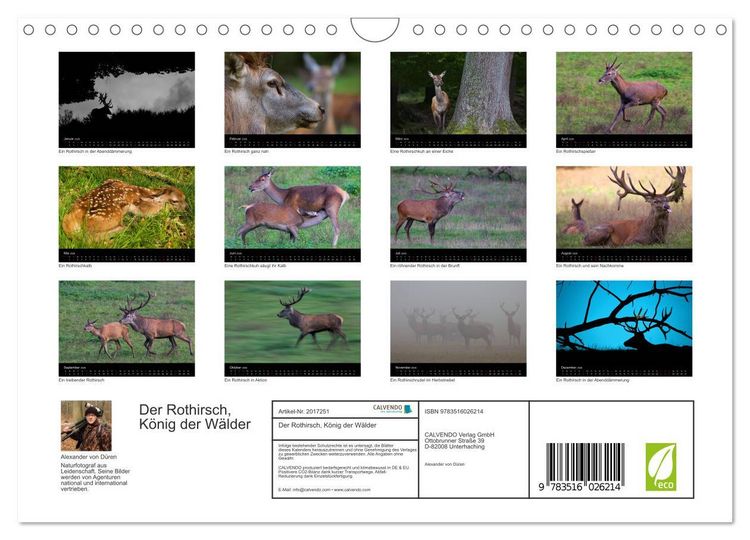Produktbild: Der Rothirsch, K&ouml;nig der W&auml;lder (Wandkalender 2026 DIN A4 quer), CALVENDO Monatskalender