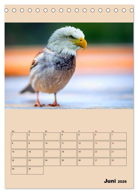 Produktbild: Seltsame Tiere - da stimmt doch was nicht... (Tischkalender 2026 DIN A5 hoch), CALVENDO Monatskalender