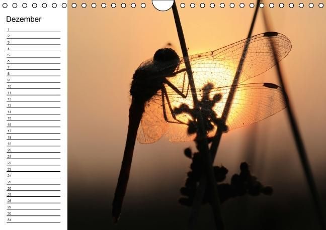 Produktbild: Libellen Geburtstagskalender (Wandkalender immerw&auml;hrend DIN A4 quer)