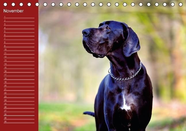 Produktbild: Deutsche Doggen / Geburtstagskalender (Tischkalender immerw&auml;hrend DIN A5 quer)