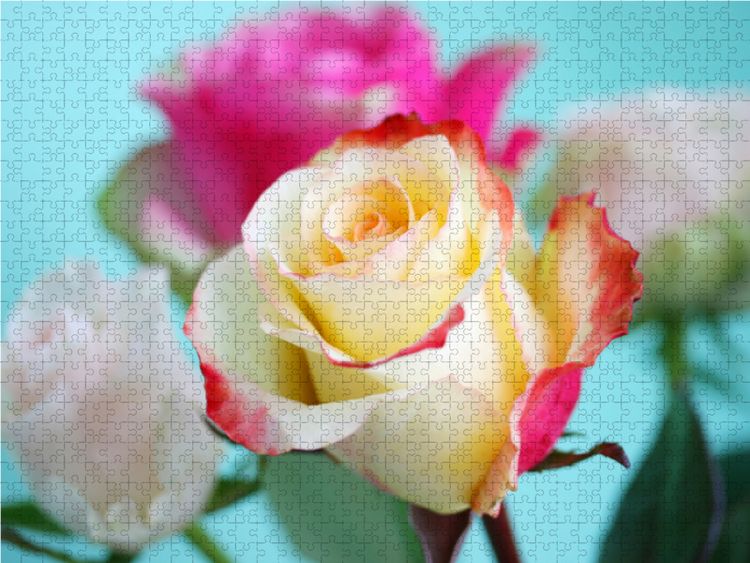 Produktbild: CALVENDO Puzzle Rosenstrau&szlig; | 1000 Teile Lege-Gr&ouml;&szlig;e 64x48cm Foto-Puzzle f&uuml;r gl&uuml;ckliche Stunden