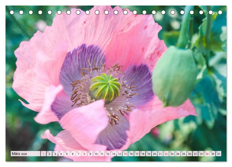 Produktbild: Mohnblumen. Leuchtender Liebreiz auf Wiesen und in G&auml;rten (Tischkalender 2026 DIN A5 quer), CALVENDO Monatskalender