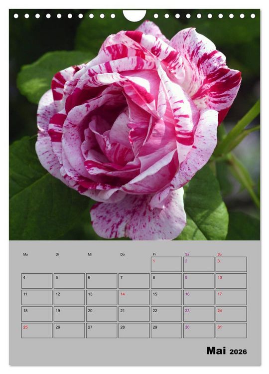 Produktbild: Rosen - Symbol der Liebe und Verehrung (Wandkalender 2026 DIN A4 hoch), CALVENDO Monatskalender