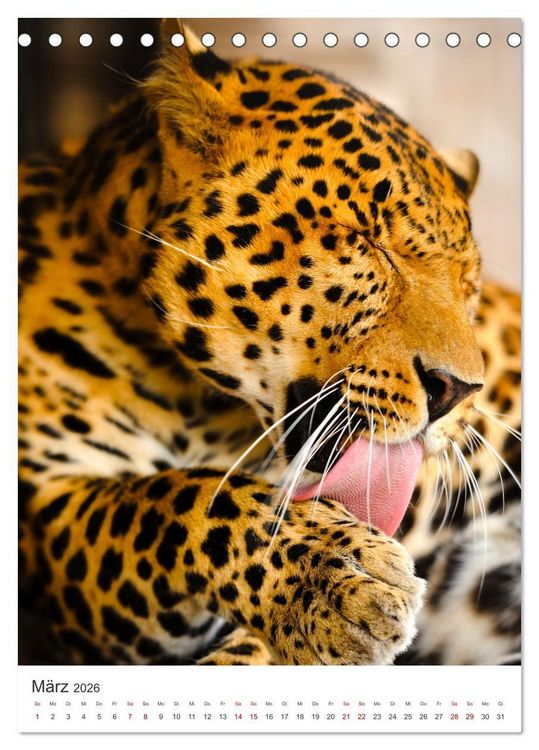 Produktbild: Leoparden - Die Beute im Visier. (Tischkalender 2026 DIN A5 hoch), CALVENDO Monatskalender