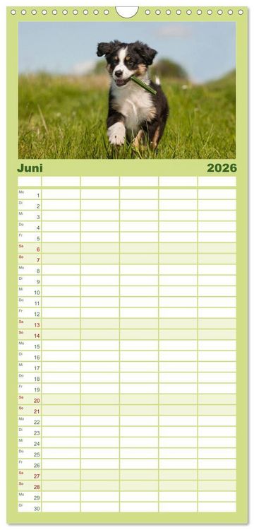 Produktbild: Familienplaner 2026 - Welpen 2026 mit 5 Spalten (Wandkalender, 21 x 45 cm) CALVENDO