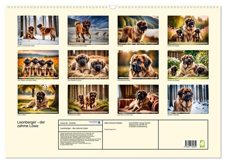 Produktbild: Leonberger - der zahme L&ouml;we (Wandkalender 2026 DIN A2 quer), CALVENDO Monatskalender