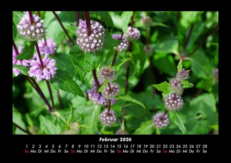 Produktbild: Blumentr&auml;ume 2026 Fotokalender DIN A3