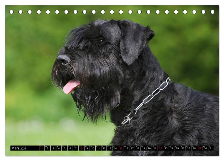 Produktbild: Treuer Freund Riesenschnauzer (Tischkalender 2026 DIN A5 quer), CALVENDO Monatskalender