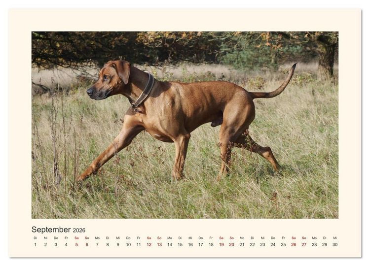 Produktbild: Rhodesian Ridgeback Power aus S&uuml;dafrika (hochwertiger Premium Wandkalender 2026 DIN A2 quer), Kunstdruck in Hochglanz