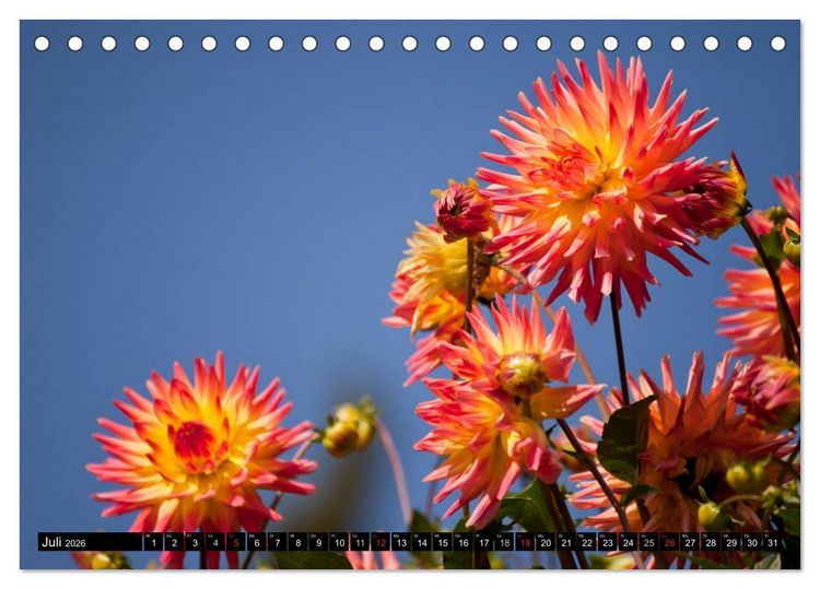 Produktbild: Dahlia - Dahlien (Tischkalender 2026 DIN A5 quer), CALVENDO Monatskalender