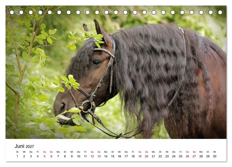 Produktbild: Friesen - Kraft und Eleganz (Tischkalender 2027 DIN A5 quer), CALVENDO Monatskalender