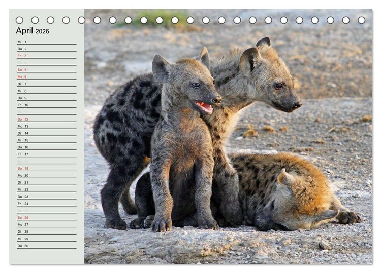 Produktbild: Afrikas wildes Kinderzimmer (Tischkalender 2026 DIN A5 quer), CALVENDO Monatskalender