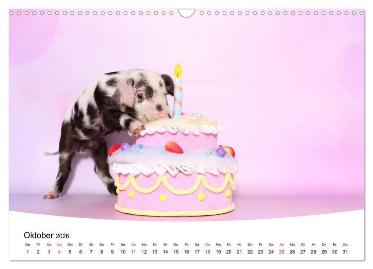 Produktbild: Niedliche Ferkel lovely piglets 2026 (Wandkalender 2026 DIN A3 quer), CALVENDO Monatskalender