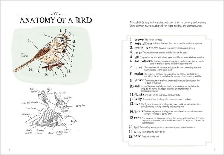 Produktbild: Bird Anatomy