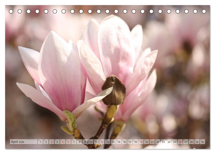 Produktbild: Magnolien Ein Bl&uuml;tenrausch (Tischkalender 2026 DIN A5 quer), CALVENDO Monatskalender