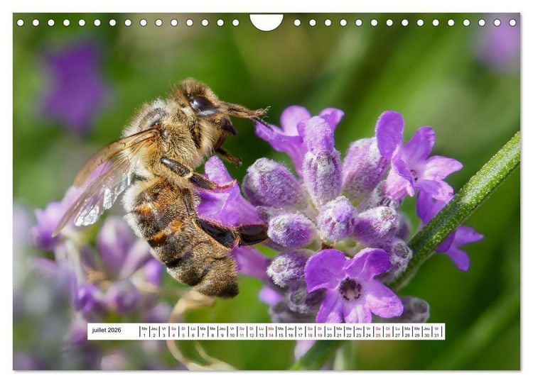 Produktbild: La vie de nos prairies - Les gu&ecirc;pes et les abeilles (Calendrier mural 2026 DIN A4 vertical), CALVENDO calendrier mensuel