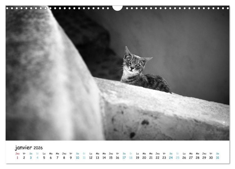 Produktbild: Chats de Santorin - Les princes d'Oia en noir et blanc (Calendrier mural 2026 DIN A3 vertical), CALVENDO calendrier mensuel